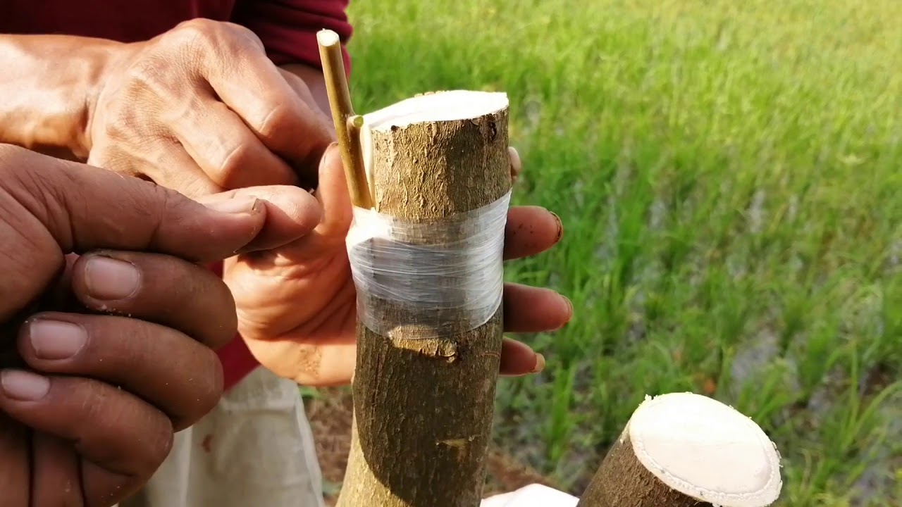 Toping pohon mangga agar cepat berbuah dengan jenis unggu