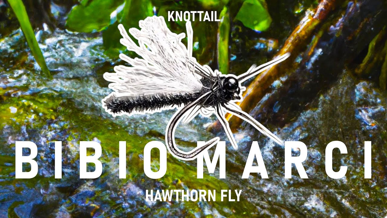 Bibio Marci, Hawthorn Dry Fly - Fly Tying with Onymphs