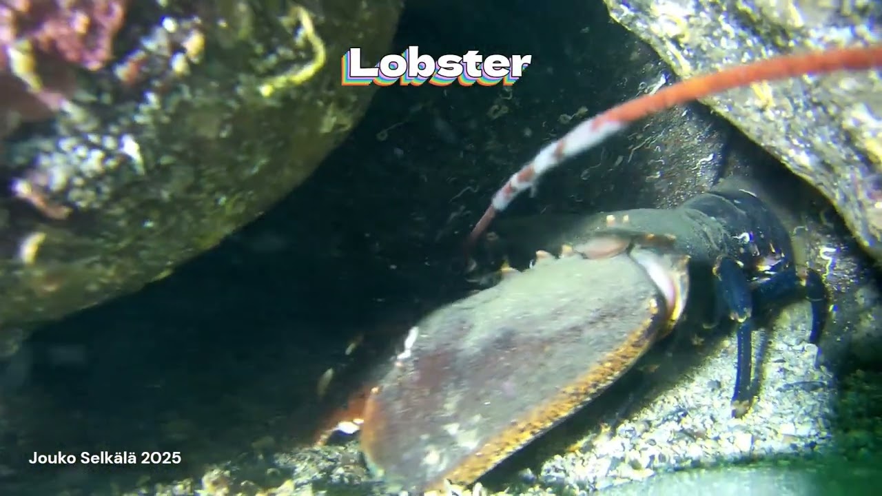 Aglen Norway Lobster 2025 version 1