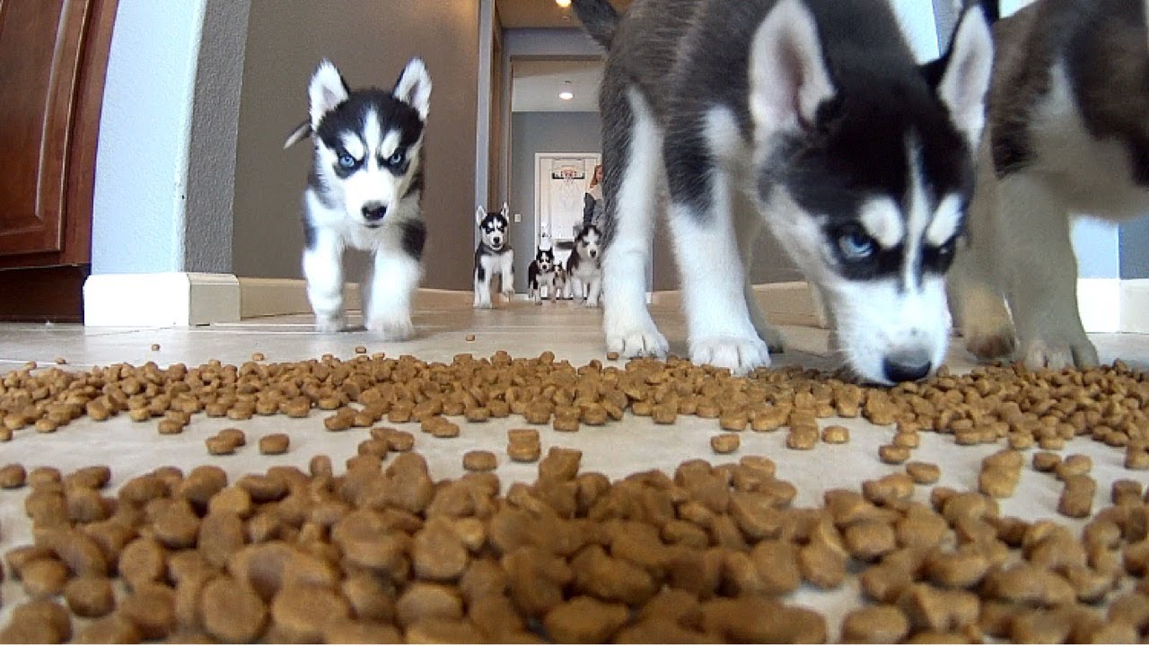 Husky Puppies FUNNY Feeding Frenzy!