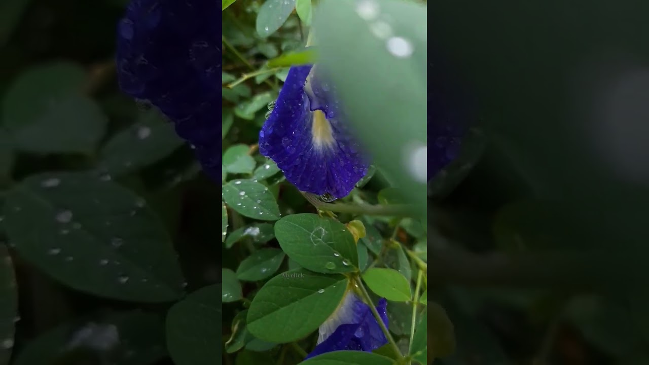 Asian Pigeon flower l #shorts #nature #satisfying