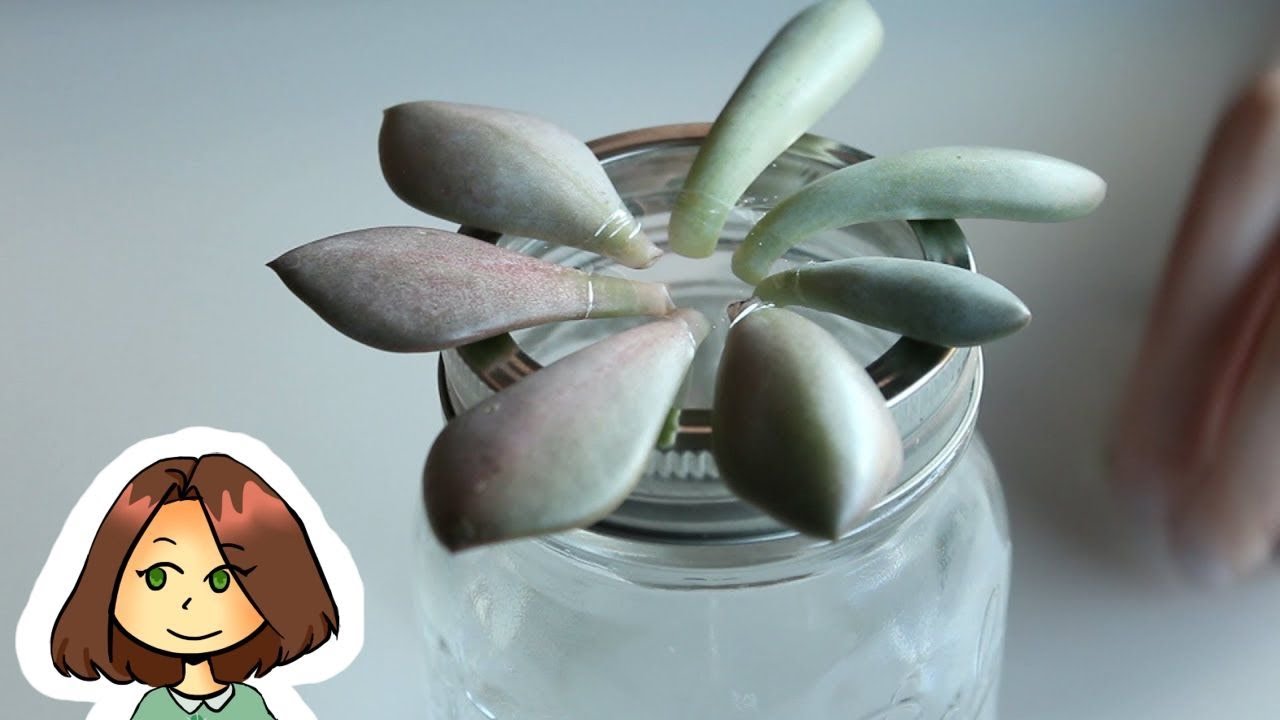 WATER PROPAGATION FOR SUCCULENTS