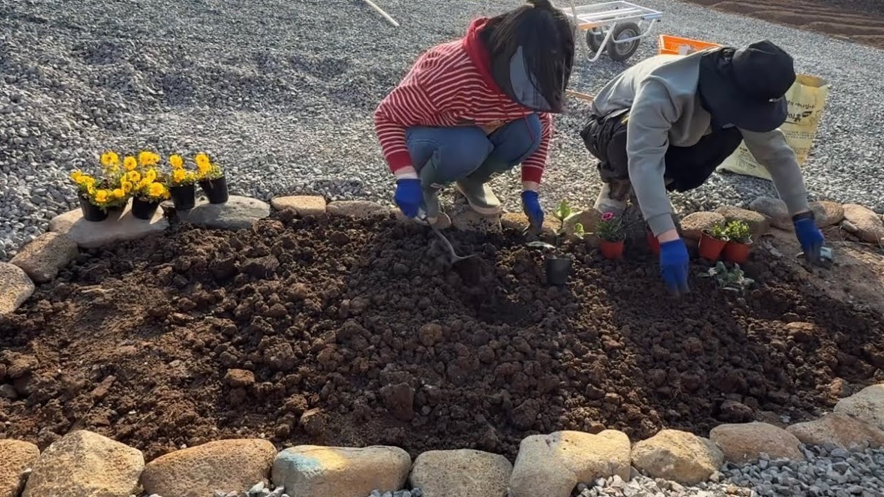 봄맞이 소박한 화단 만들기 (천리향 채송화 팬지)