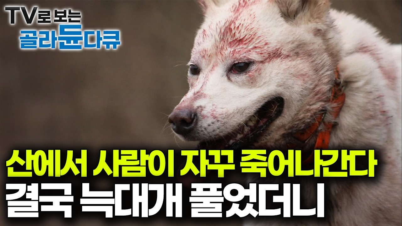 한라산 중턱, 닥치는 대로 먹어치우는 400kg 잡식성 멧돼지 잡으려 늑대개를 풀었다｜한라산 늑대개｜다큐프라임｜#골라듄다큐