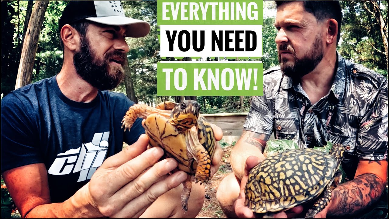 Meet Every North American Box Turtle!