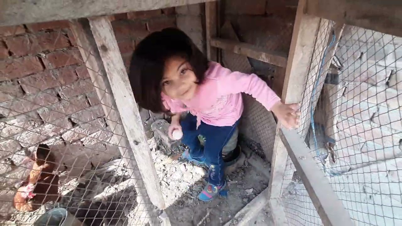 Armish Hen's Cage ma Chli gai ....😱😨