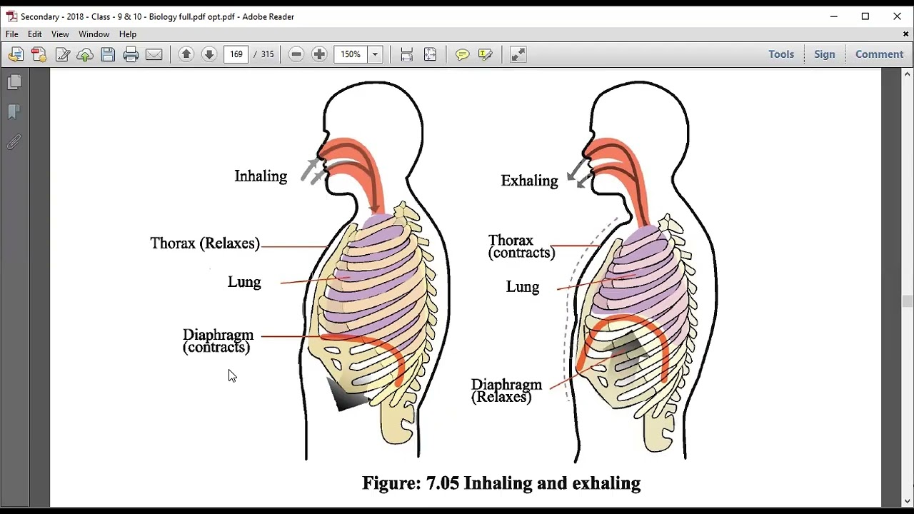 Exchage of Gases Class 9 and 10