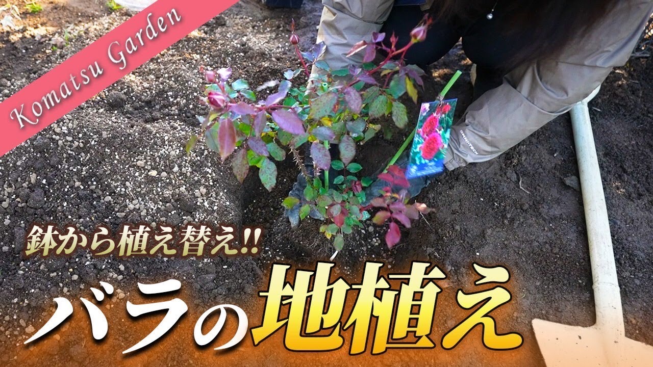 【バラの地植え】新苗から育てたバラを地植えにします