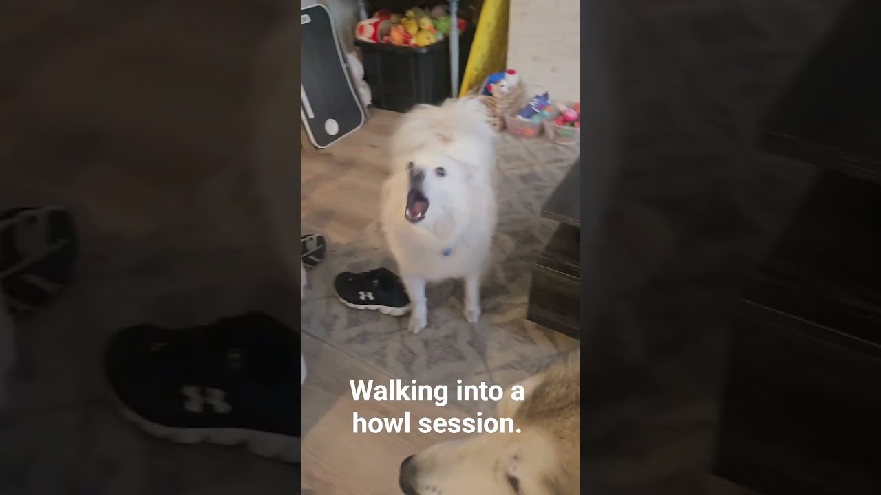 scarlet walking into a howling session, with uncle Loki. #husky, #huskylife, #dog, #beautiful