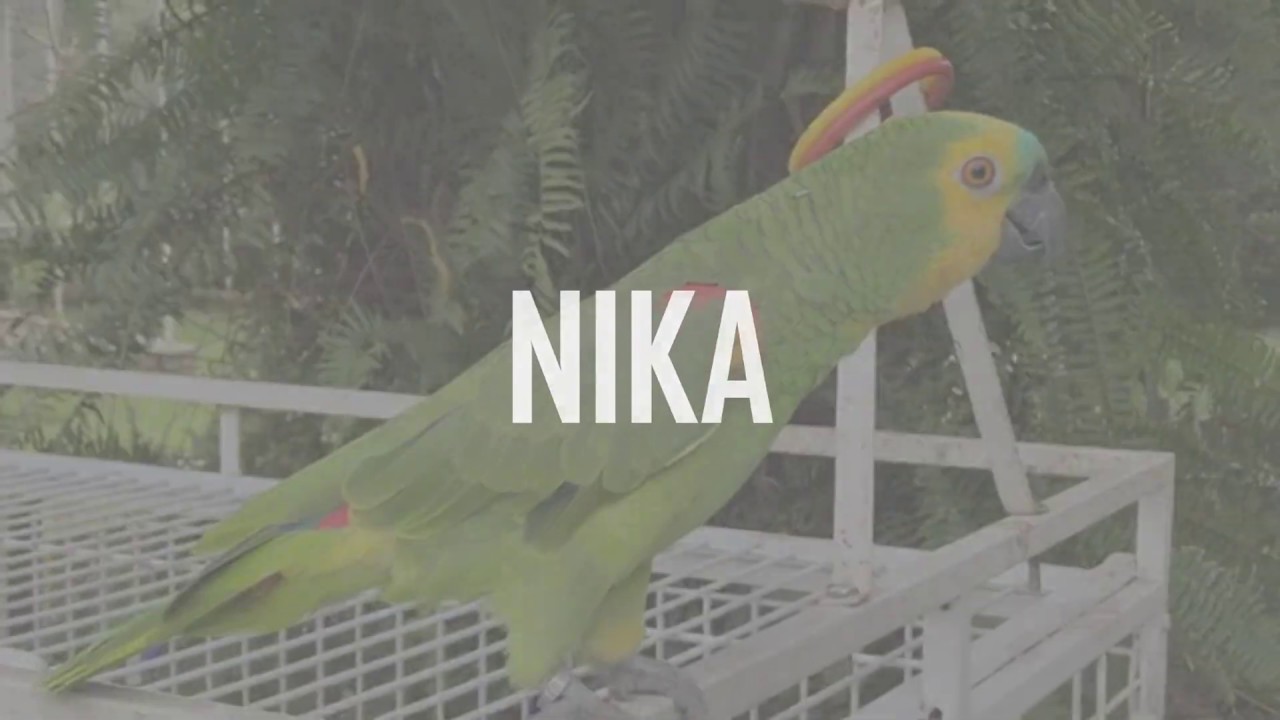MELHORES MOMENTOS DA NIKA PAPAGAIO VERDADEIRO F&Ecirc;MEA  FALANDO MUITO - COM PAPAGAIO AGEU (COMPILADO)