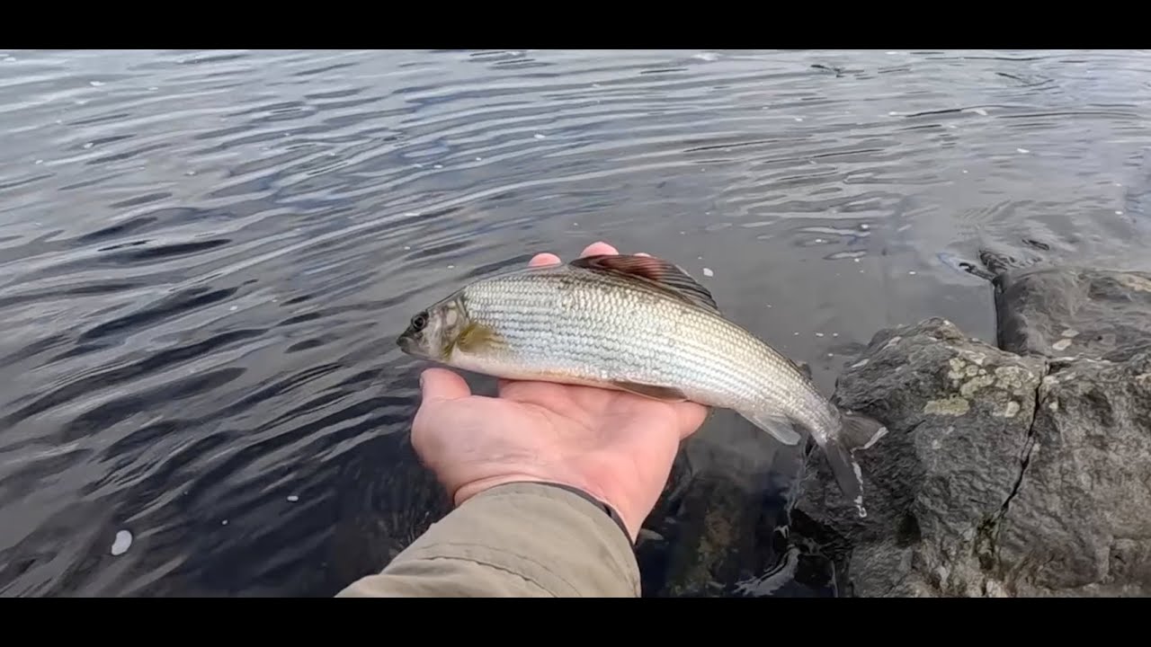 Catching Grayling on a Dry Fly with Davie McPhail