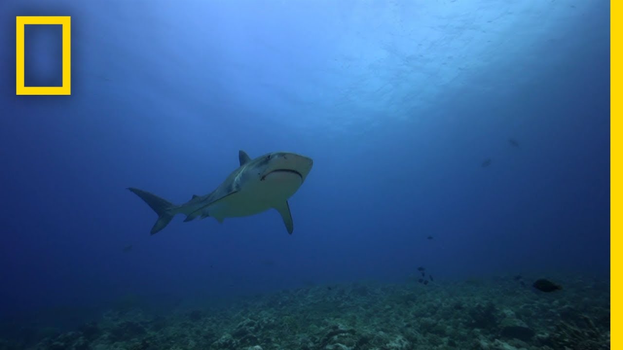 The Jersey Shore Shark Attacks | SharkFest
