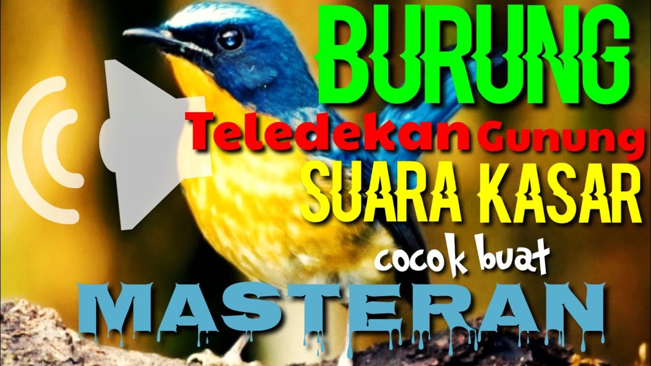 tledekan gunung gacor isian mewah full materi // nonstop satu jam