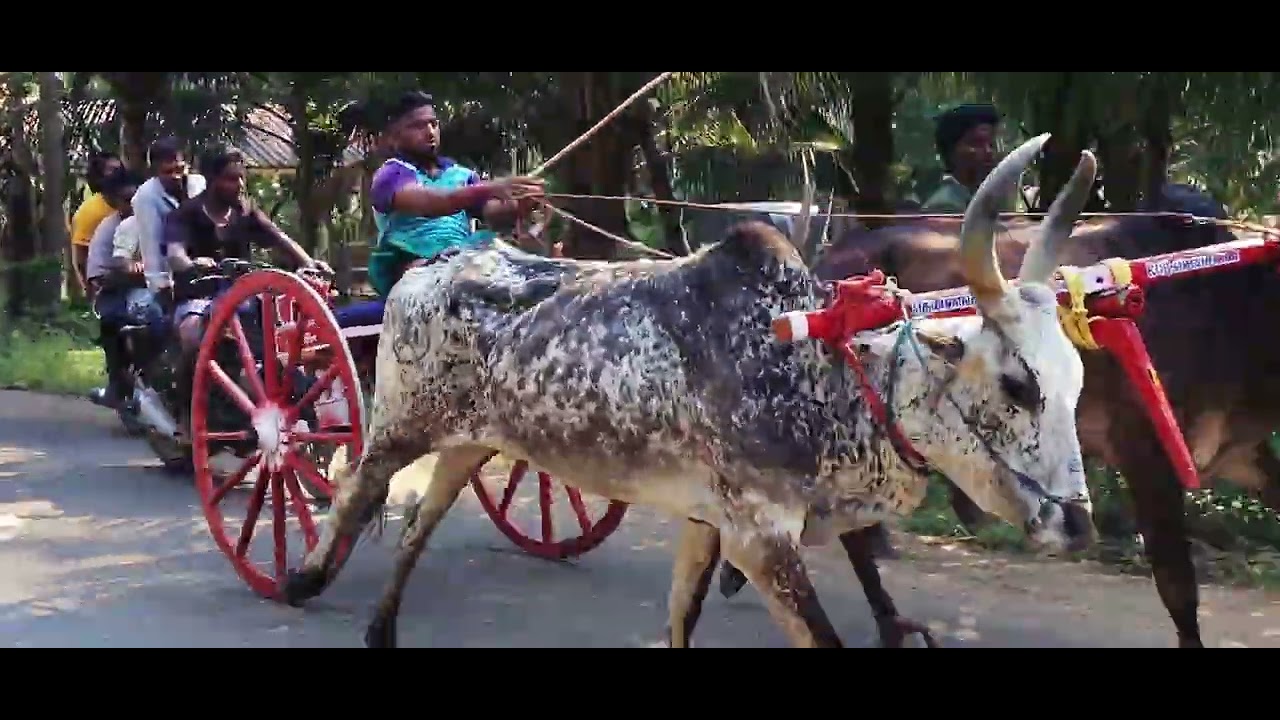 ரேக்ளா 