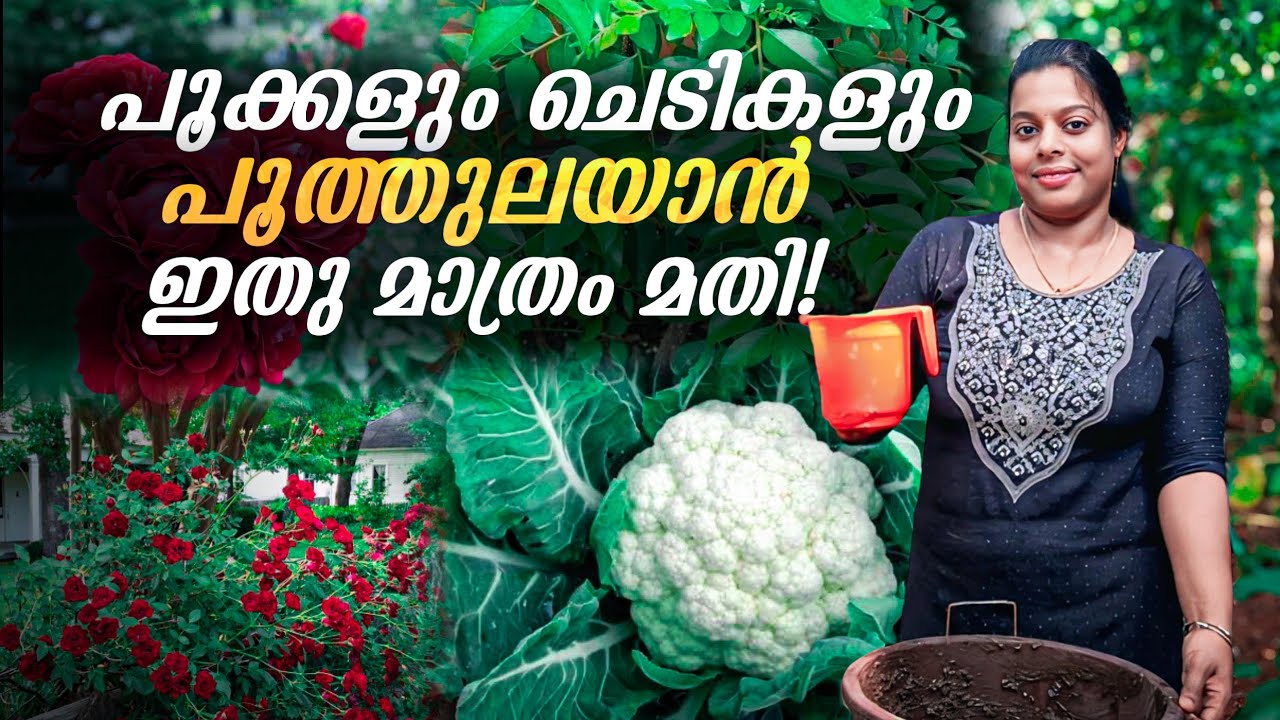 പൂക്കളും ചെടികളും പൂത്തുലയാൻഇതു മാത്രം മതി! | This is all it takes for flowers and plants to bloom! 