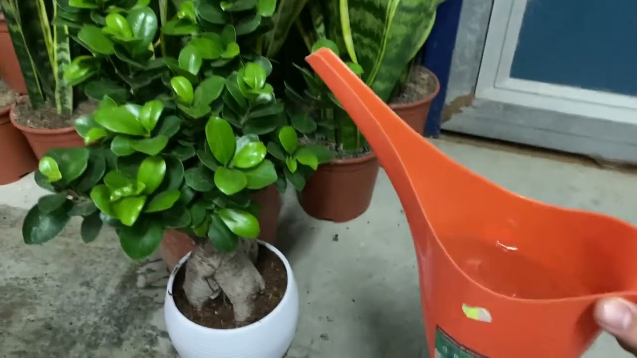 BONSAI FICUS GINSENG: COME innaffiare, OGNI QUANTO innaffiare, QUANTA ACQUA mettere!