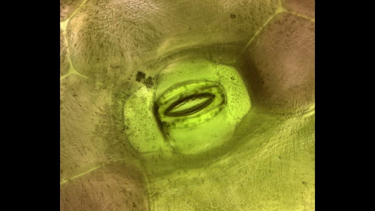 A Video of a Tiny Plant Stoma Opening and Closing