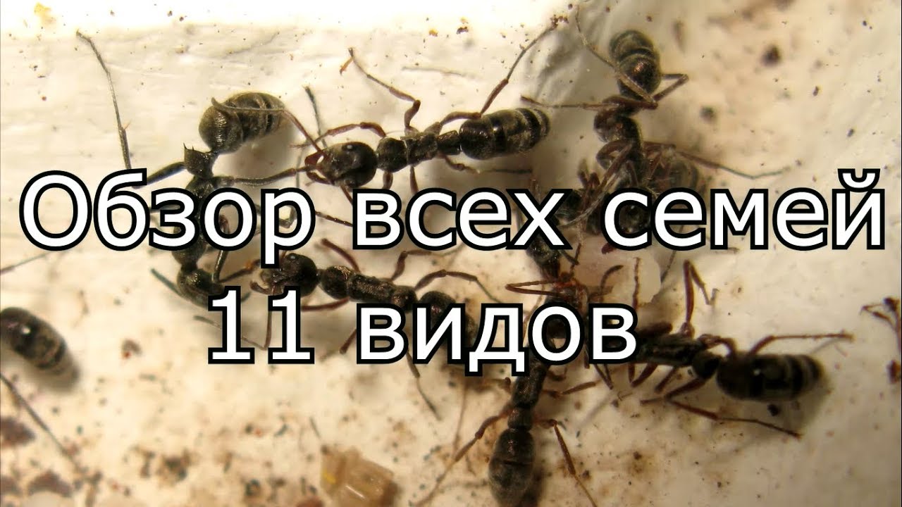 Обзор всех семей. 11 видов муравьев.