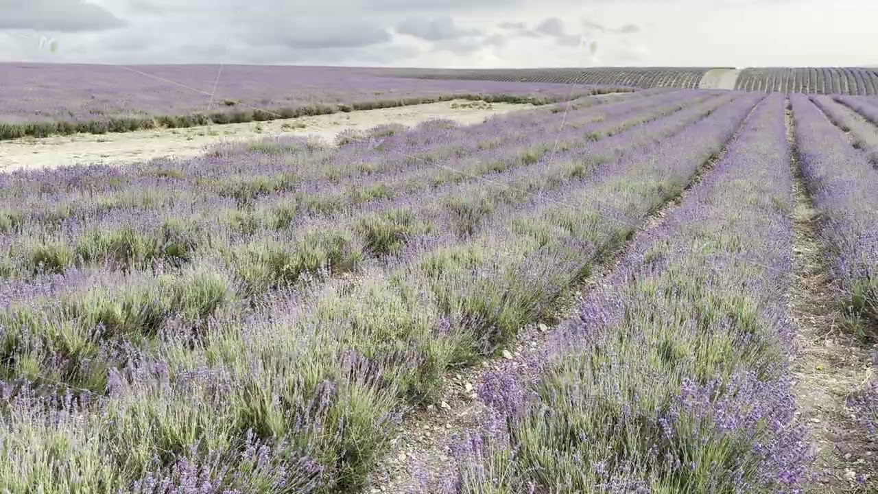 Lavender Fields Grow Under Cloudy Skies in a Rural Area