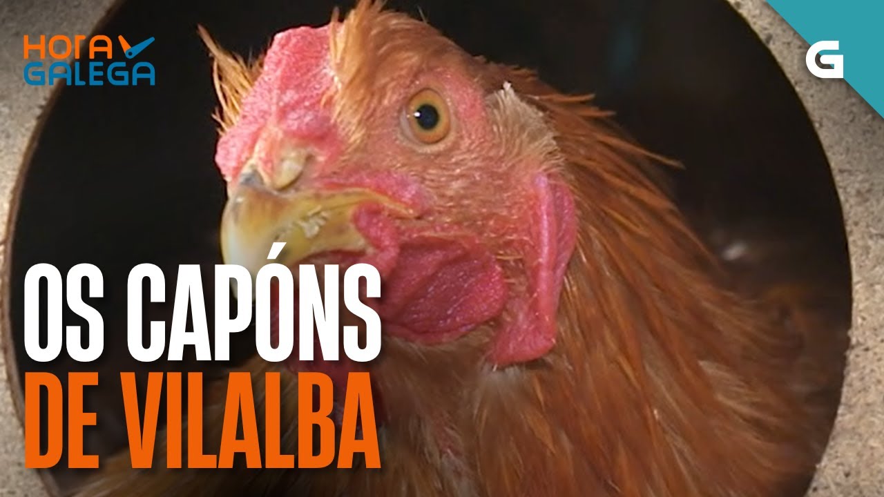 🐓 OS CAPÓNS DE VILALBA | HORA GALEGA