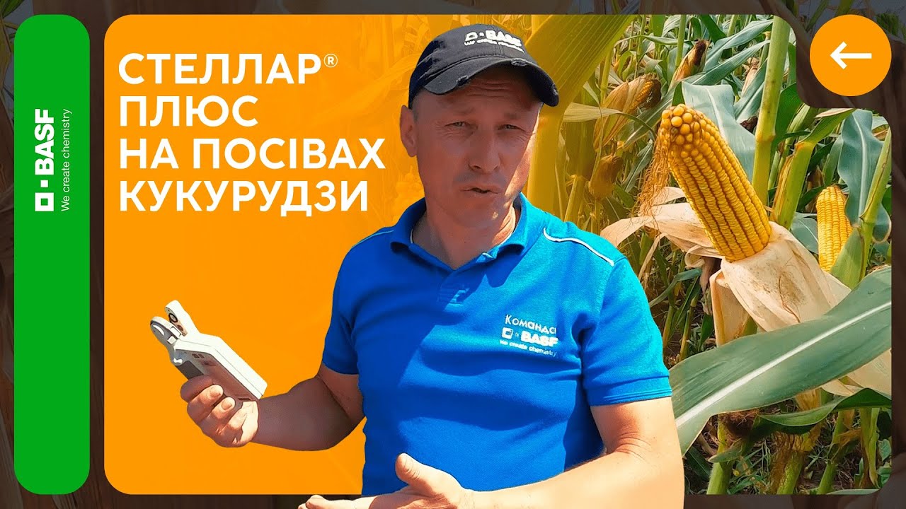 Робота гербіциду Стеллар® Плюс у різні фази розвитку кукурудзи, зокрема і поза регламентом.