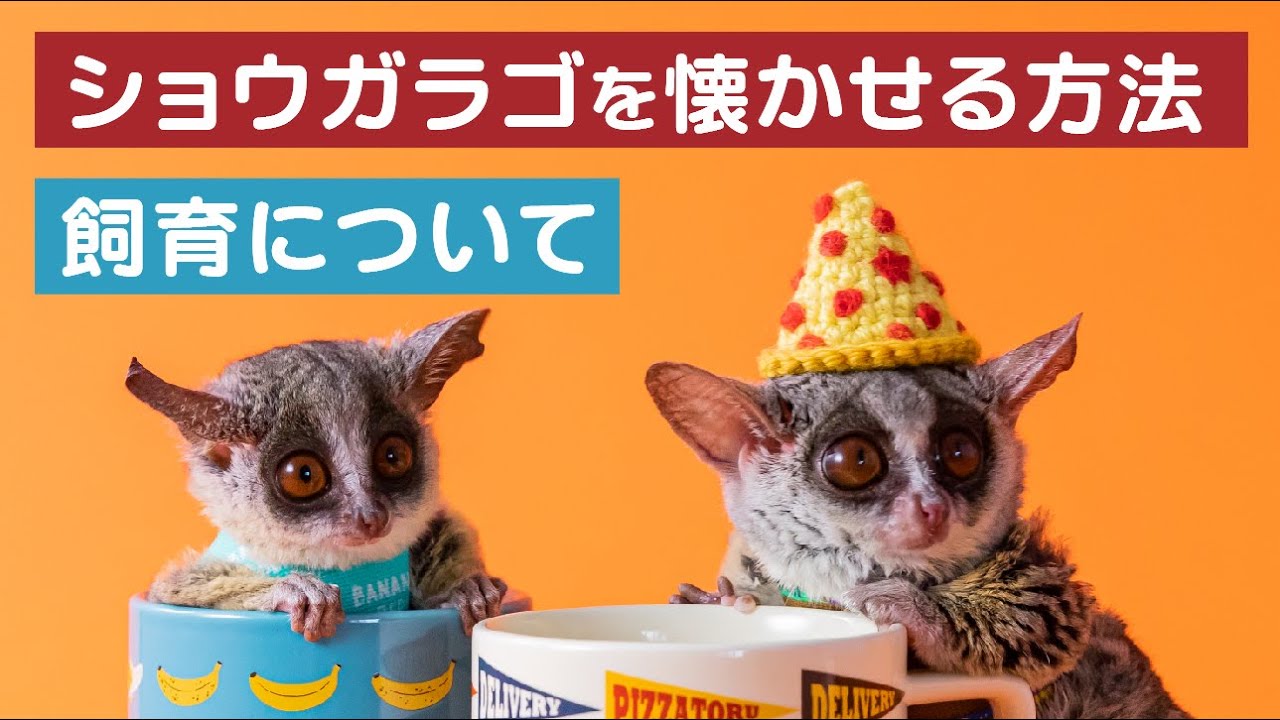 ショウガラゴを懐かせるコツ＆飼育方法【ライブ配信アーカイブ】