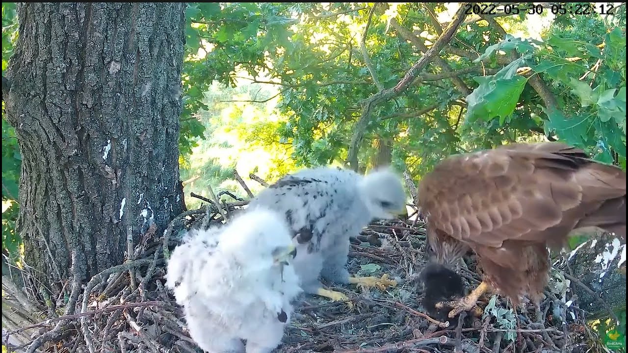 Common Buzzards (Tiszalök, Hungary) - Mysz dla agresora ,  Kret dla mamy ! Drugie pisklę głodne !!!