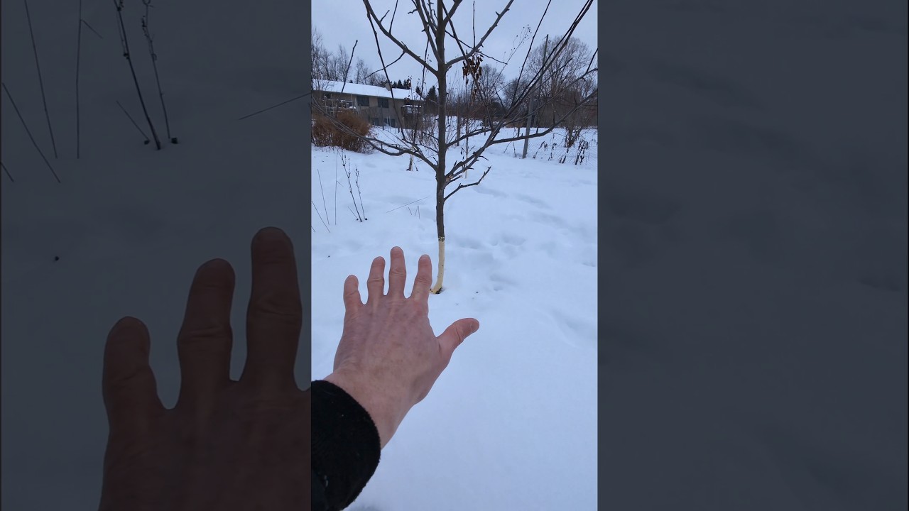 Яблони уничтожены кроликом #фруктовыедеревья #пермакультура