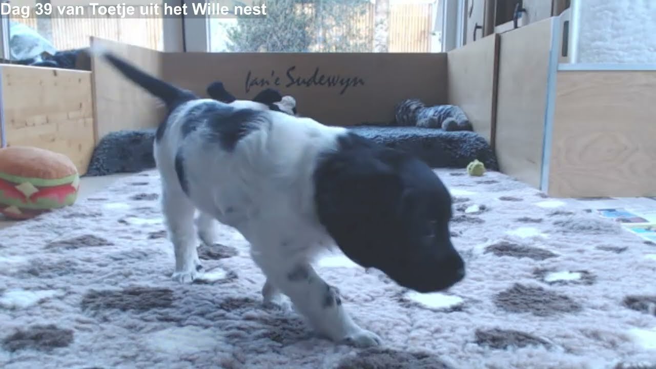 Dag 39 van het Wille nest.