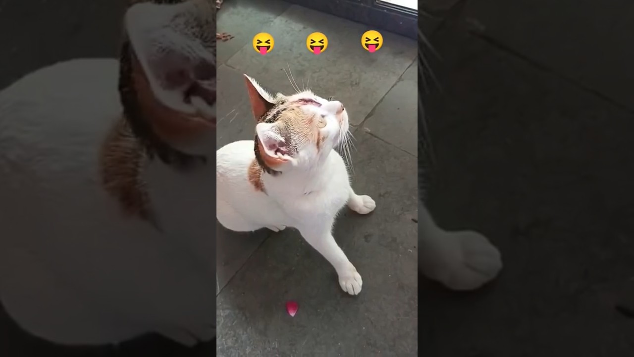 cat sound attract 🐱realistic multiple&zwnj;  #billimeow#billikiawaz #funny#billi #shortsfeed #catvideos