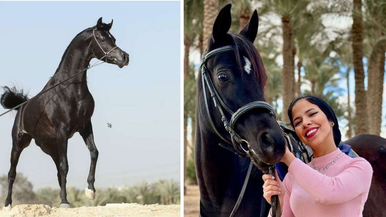 SO CUTE  HORSE RIDING VIDEO FOR HORSE LOVER  #68