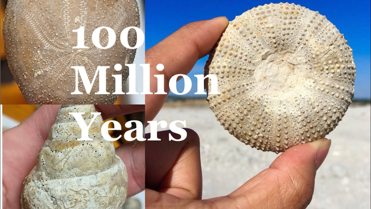 We hunted 100 million-year-old fossils in Texas - lower cretaceous period | Fossil Hunting in Texas