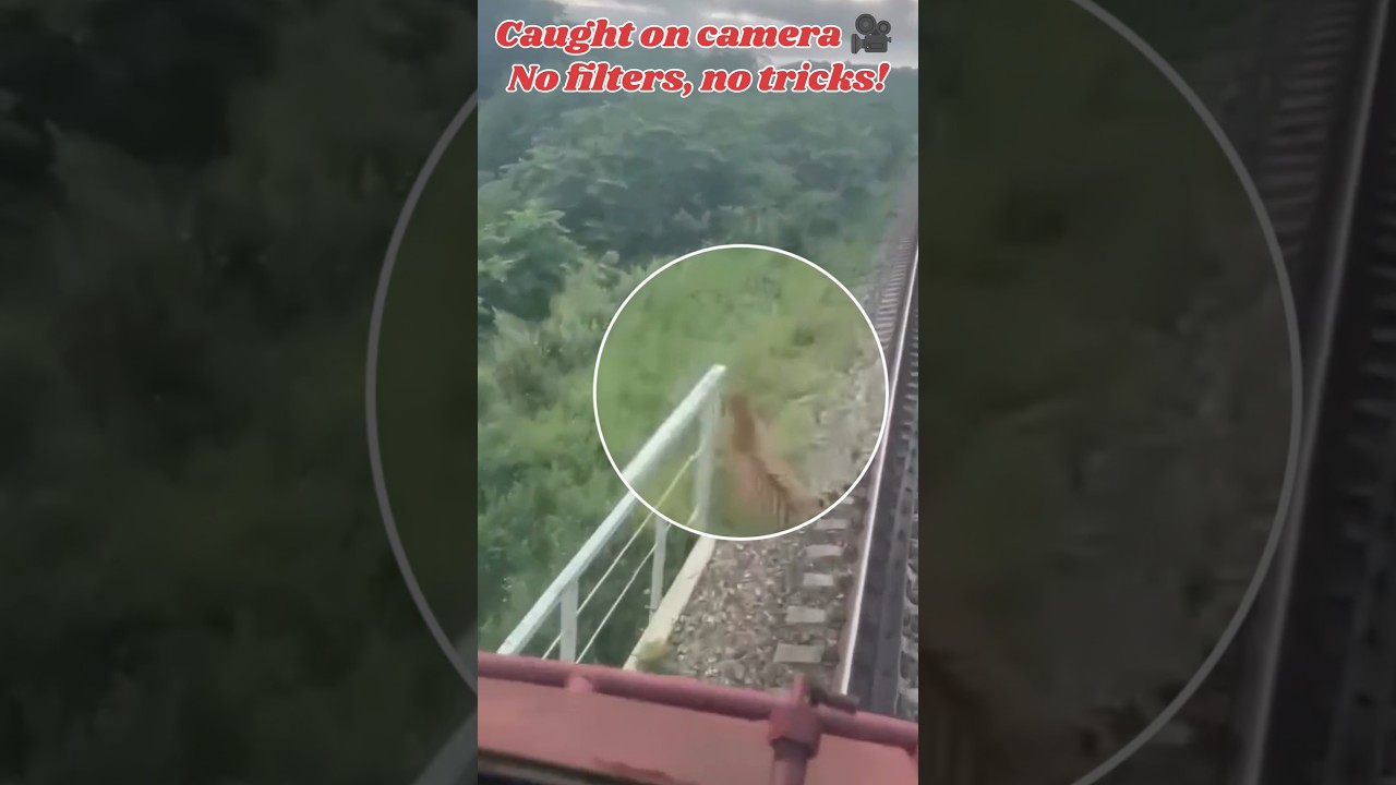 Tiger 🐅 vs Train 🚂🚋 #animals #wildlife #wildanimals #tiger #leopard #bigcat #lion #elephant #shorts