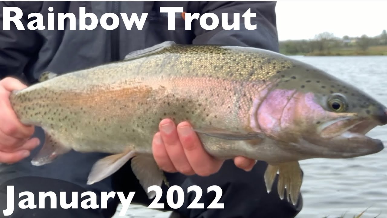 Laois Angling Centre Flyfishing for rainbow trout January 2022