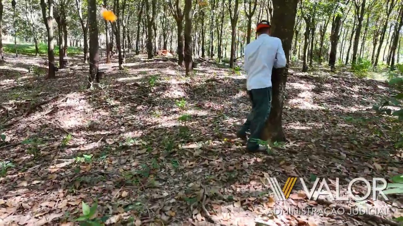 Sangria da Seringueira  - Fazenda Saleiro - Grupo Cotril