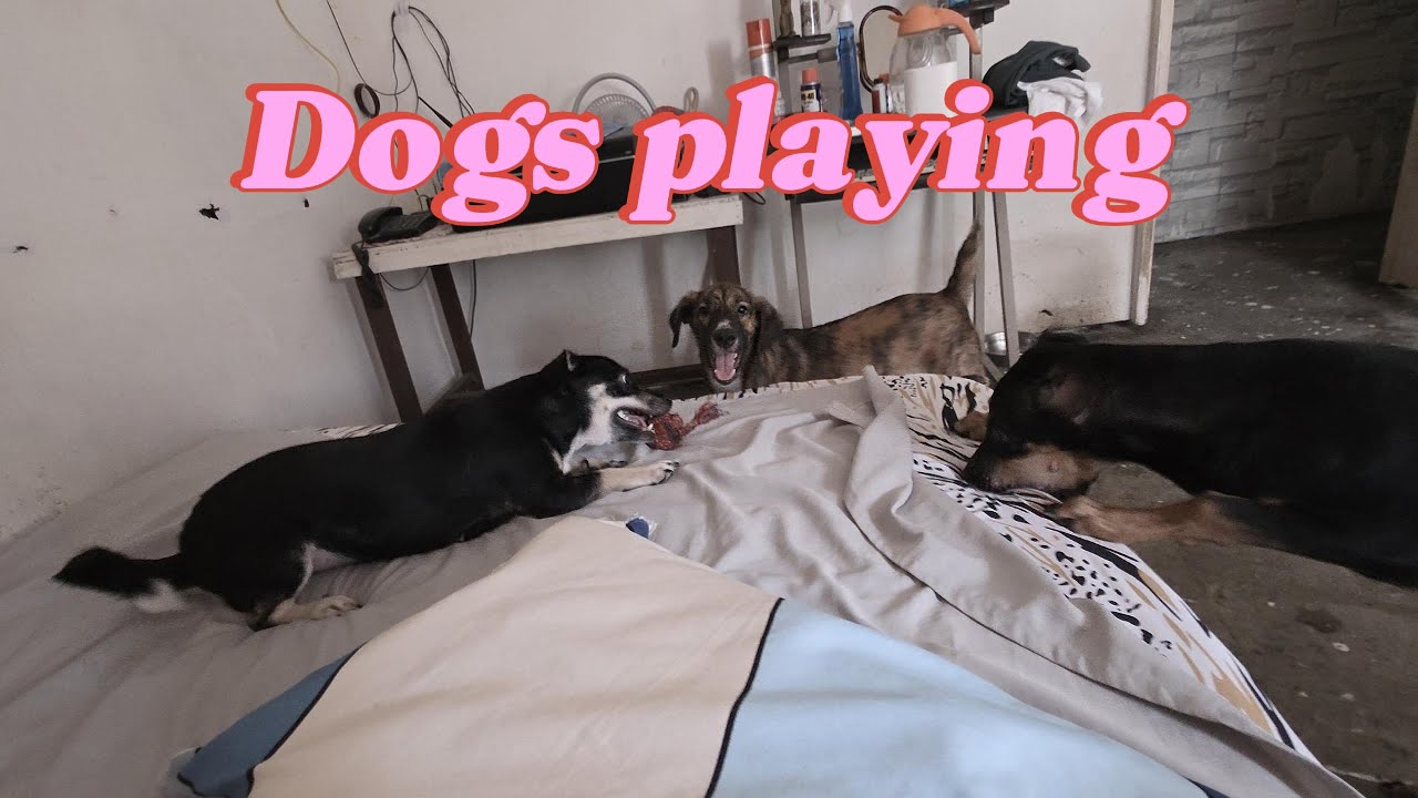 You Won't Believe How These Dogs Play Together!