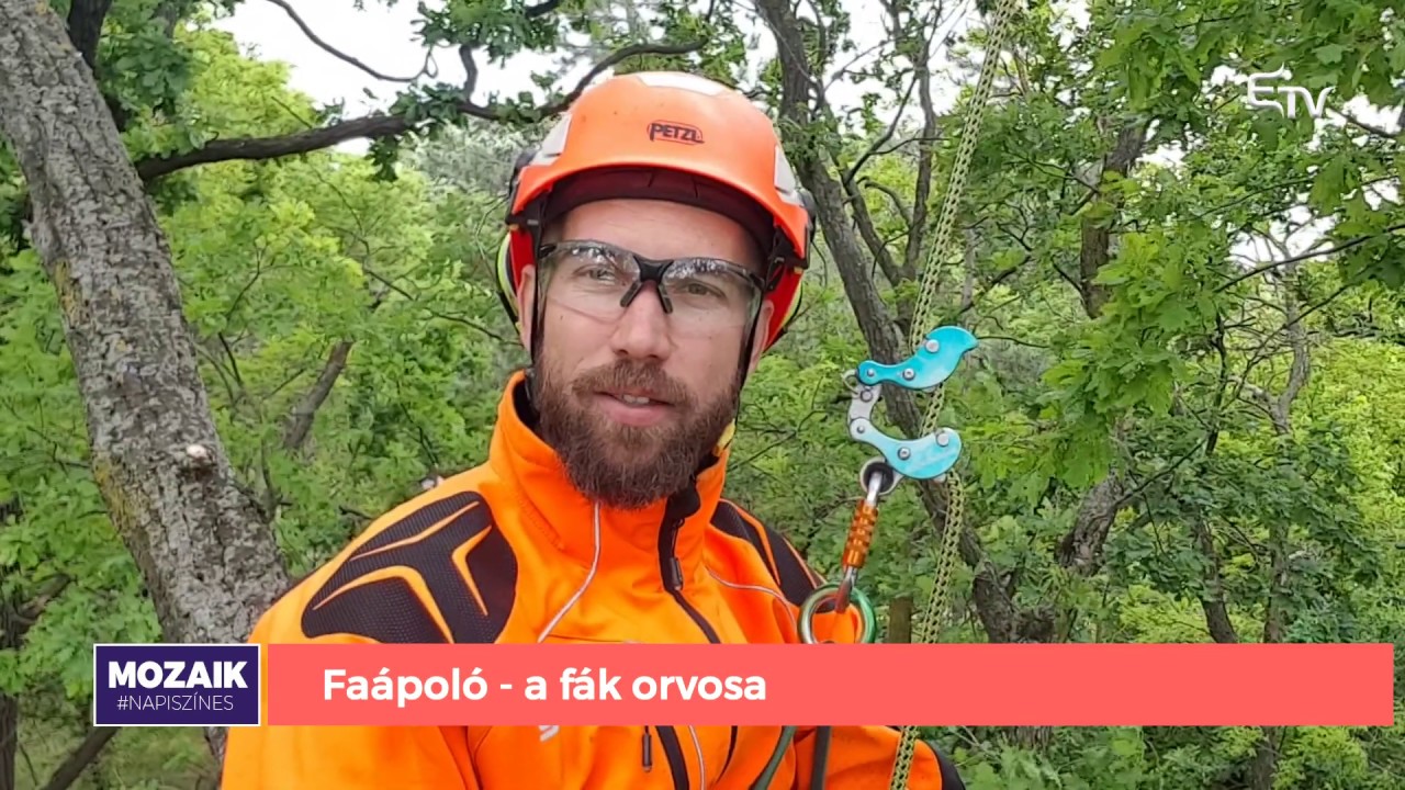 Mozaik: fa&aacute;pol&oacute;, a f&aacute;k orvosa &ndash; 2020. m&aacute;jus 25.