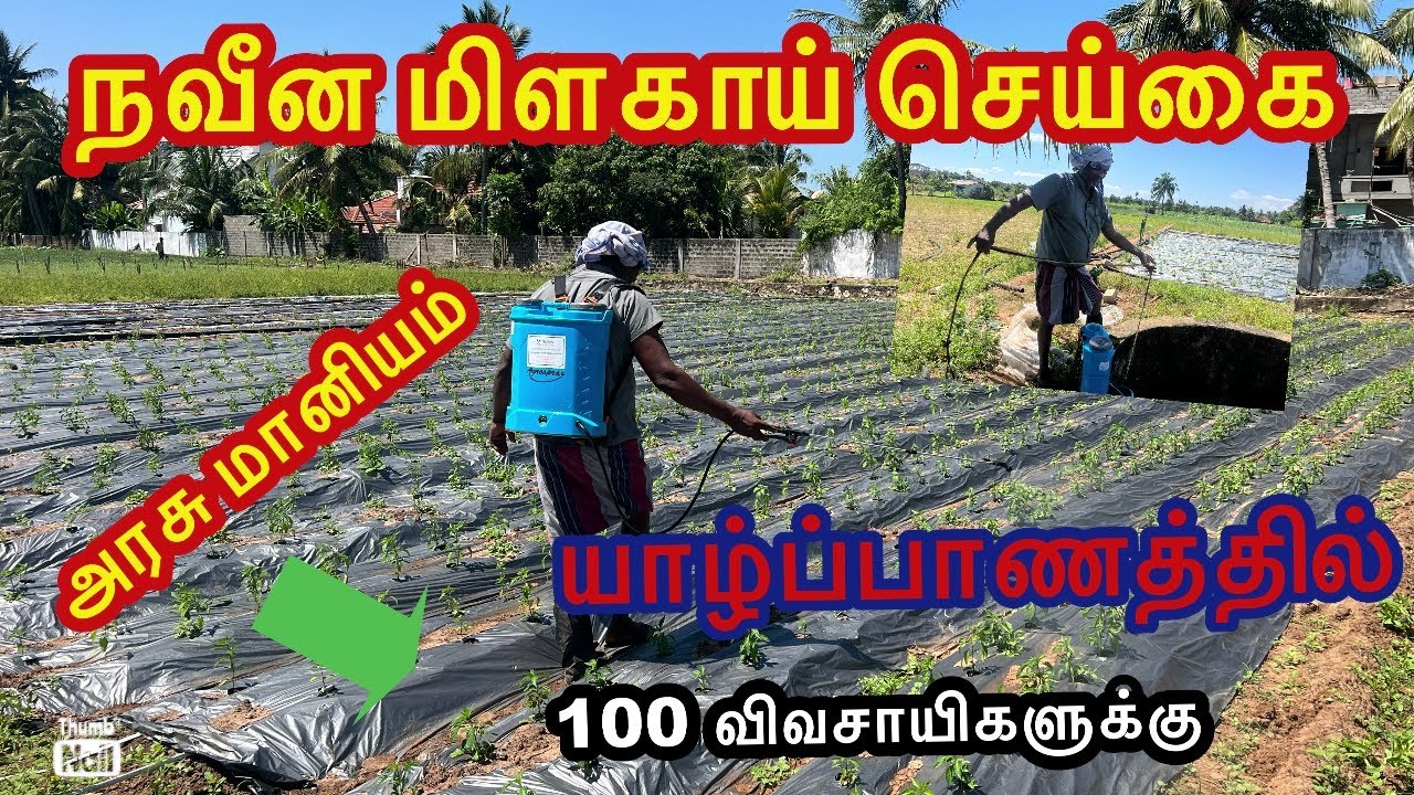 🌶️நவீன மிளகாய் செய்கை| அரசு மானியம் 100 விவசாயிகளுக்கு #Jaffna 🇱🇰