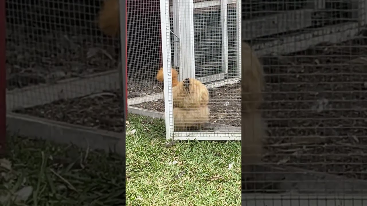 Summers ending #chickens #silkies #summer #australia #garden #backyard #2024 #music #song #love