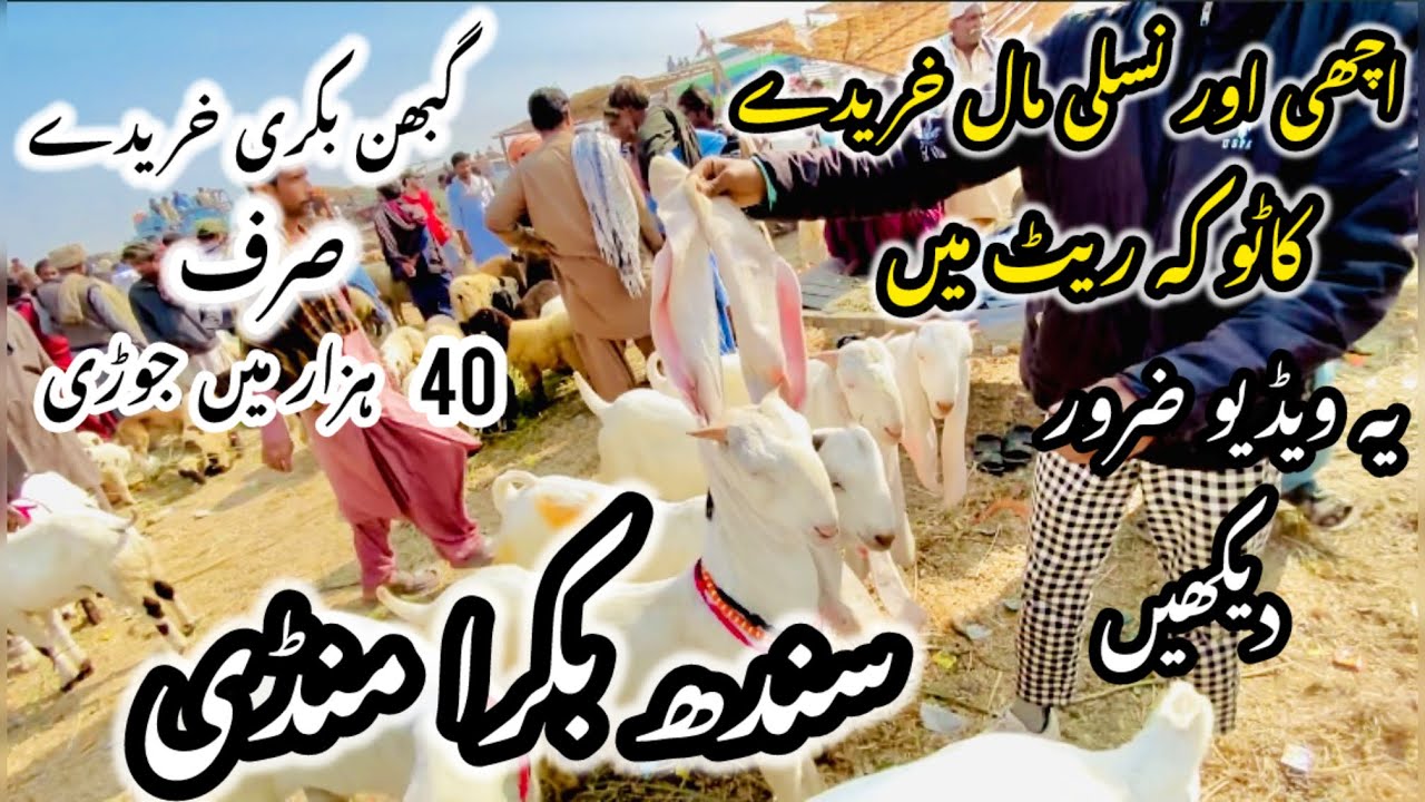 Sindh Bakra Mandi Latest Update 27 November 2025 😱 | Sindh ki Sasti Mandi