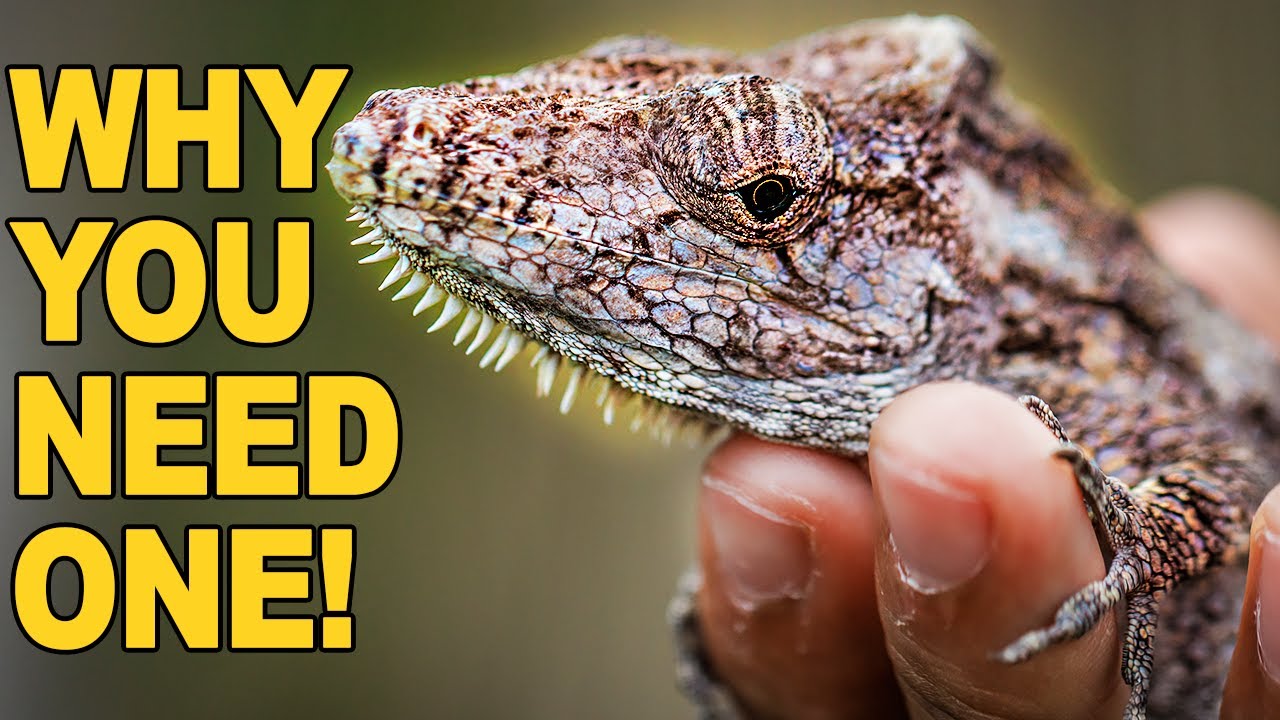 Cuban False Chameleon Care Guide!
