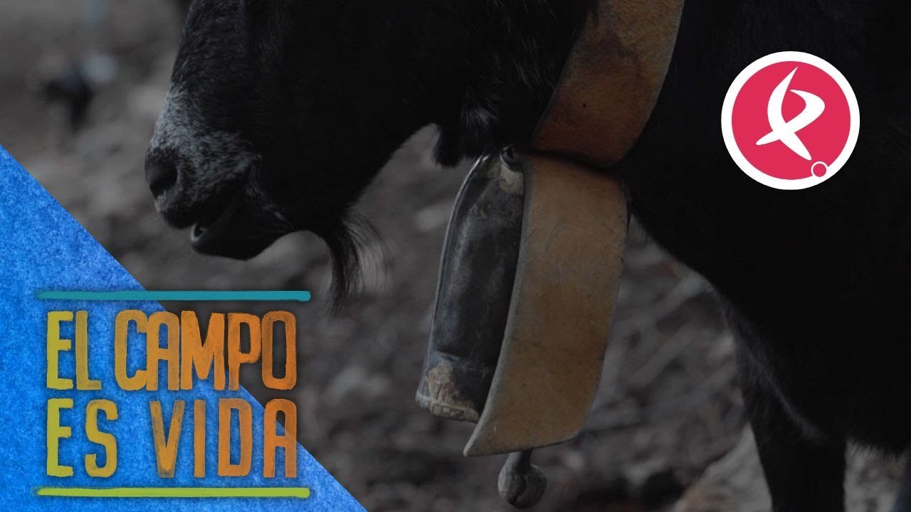 Cencerros elaborados con madera de corazón de encina | El campo es vida