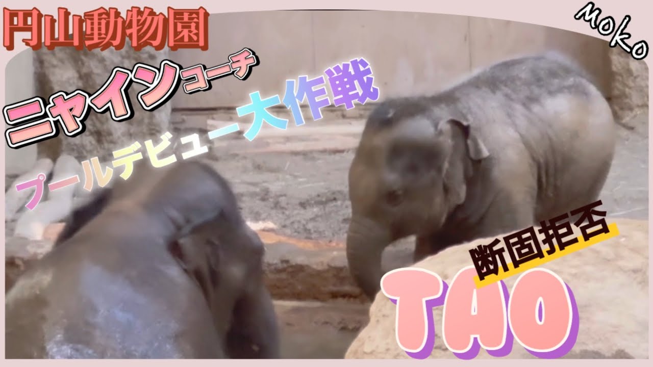 【タオ】断固拒否？？？【ニャインコーチ】によるプールデビューへの道のり🐘