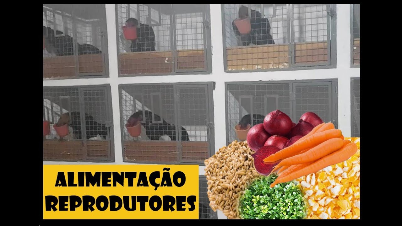 Ração para galos. Criatório Scariot.