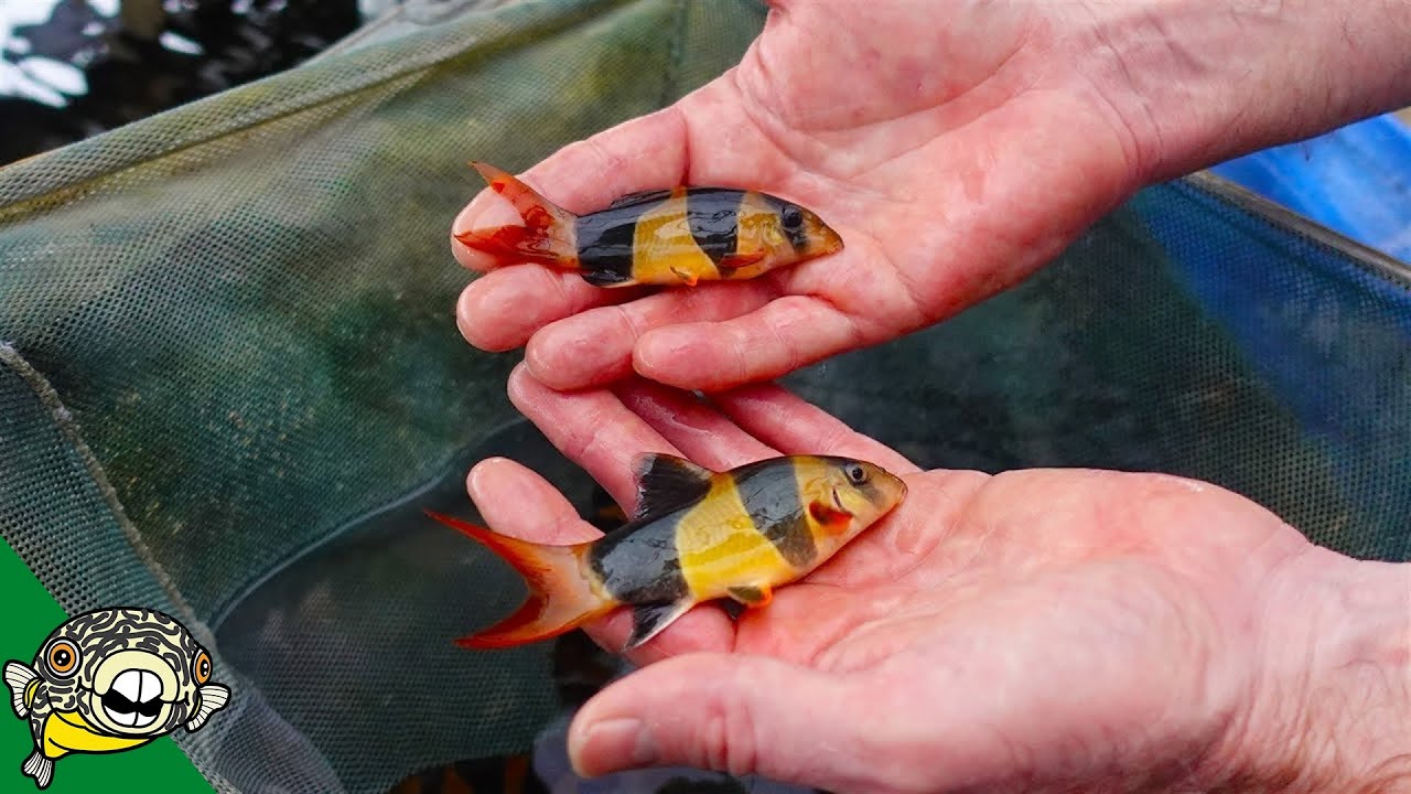 SERIOUSLY - This guy breeds clown loaches.