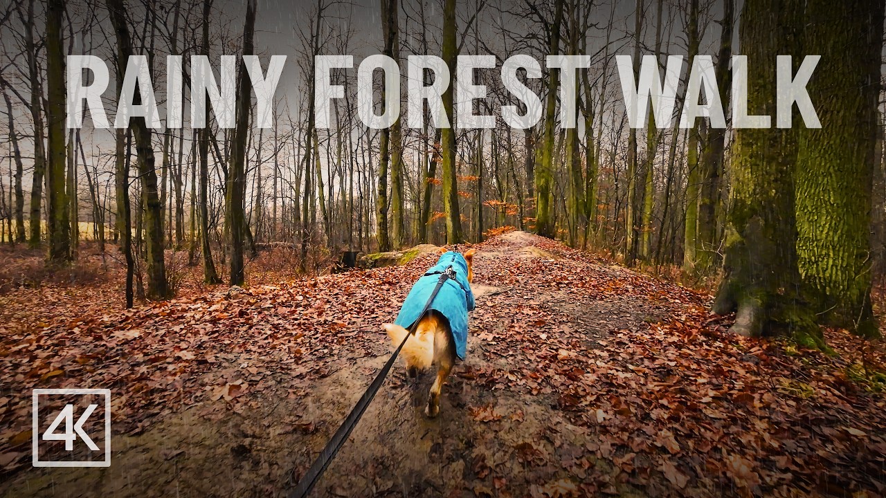 Rainy Forest Walk | Calming Nature Sounds | Dog & Walk | 4K Ultra HD