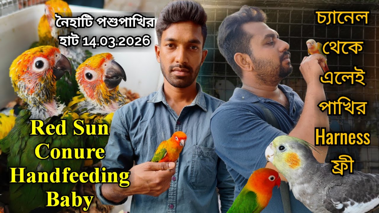 ।।Red Sun Conure Handfeeding Baby।।Part -1।। চ্যানেল থেকে এলেই পাখির Harness ফ্রী।Naihati Pet Market