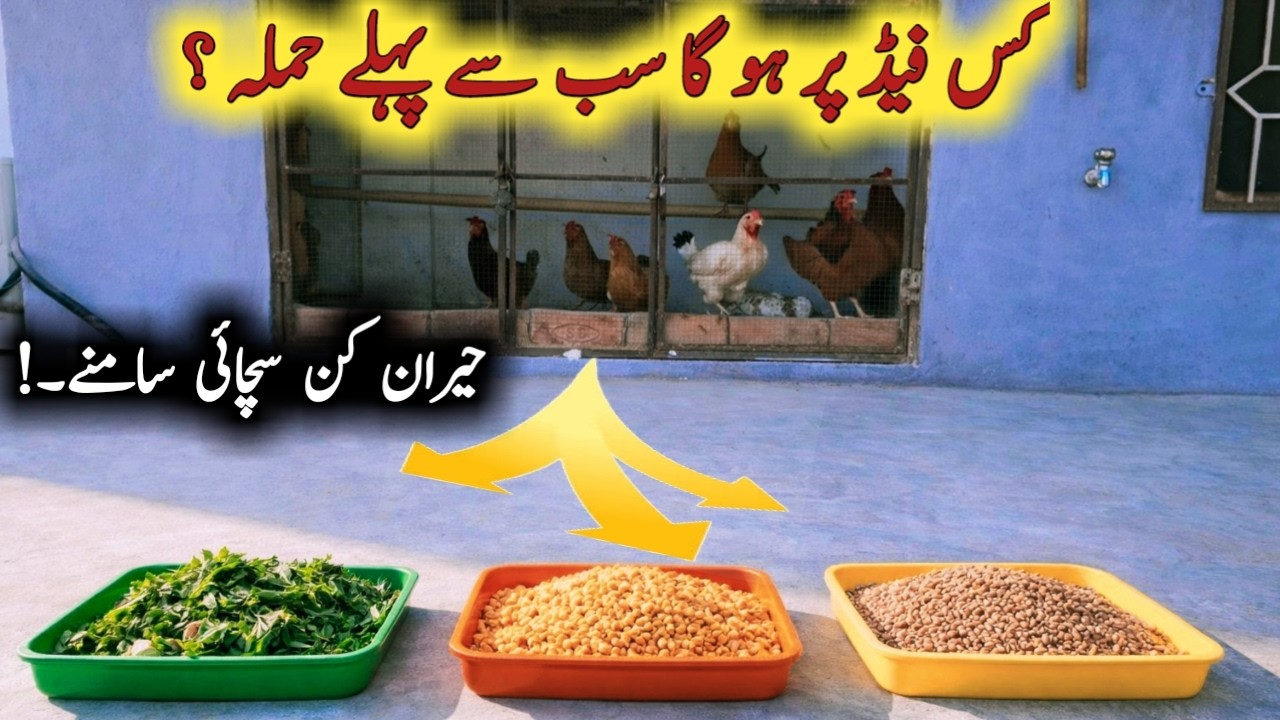 Hens Kis Feed Par Pehle Attack Karein Gi ? Amazing Food Experiment | Hen summer feed tips