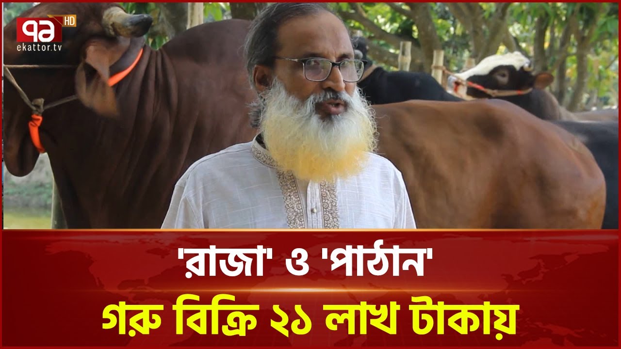 পাবনায় 'রাজা' ও 'পাঠান' নামের দুটি গরু বিক্রি হয়েছে ২১ লাখ টাকায় | News | Ekattor TV