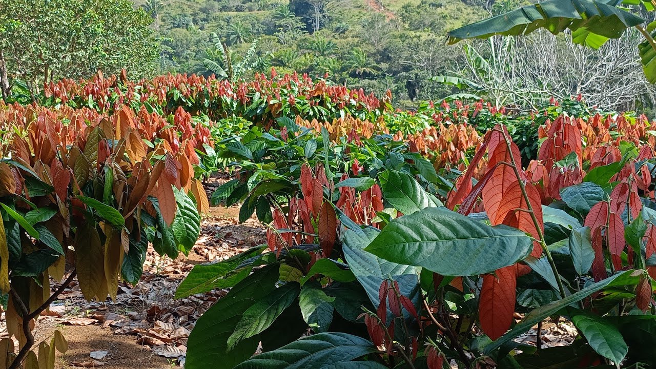 #qual tipo de bomba que nós usa pra irrigação no cacau